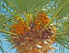 Chamaerops humilis
