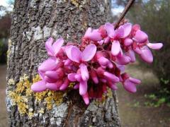 Cercis siliquasrtum