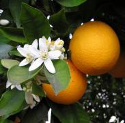 Citrus × aurantium (Citrus aurantium)