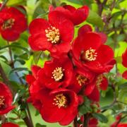 Chaenomeles speciose