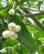 Cestrum nocturnum