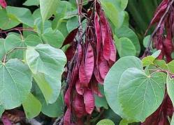 Cercis siliquasrtum