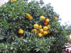 Citrus × aurantium (Citrus aurantium)