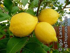 Citrus × limon (Citrus limon)