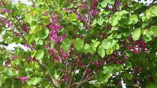 Cercis siliquasrtum