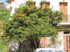 Citrus × aurantium (Citrus aurantium)