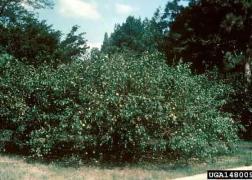 Chaenomeles speciose