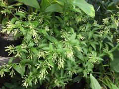 Cestrum nocturnum