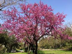 Cercis siliquasrtum