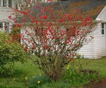 Chaenomeles speciose