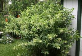 Cestrum nocturnum